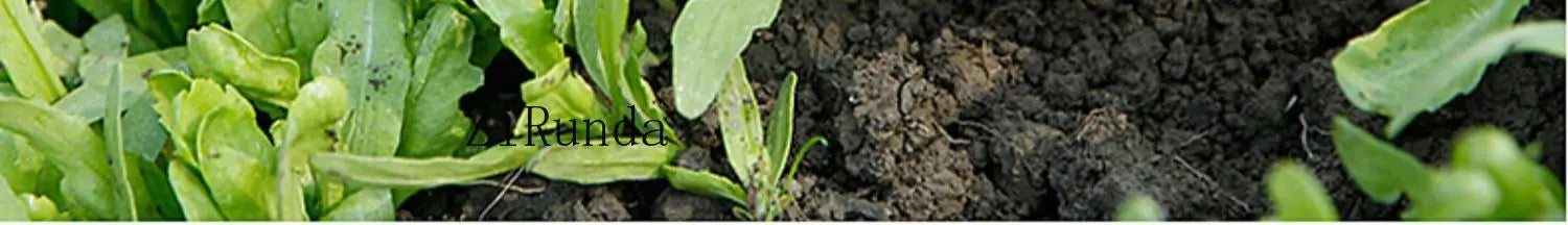 ~Gardening Stainless steel shovel tool 3-piece set Household potted plant planting flower shovel growing vegetable digging shove