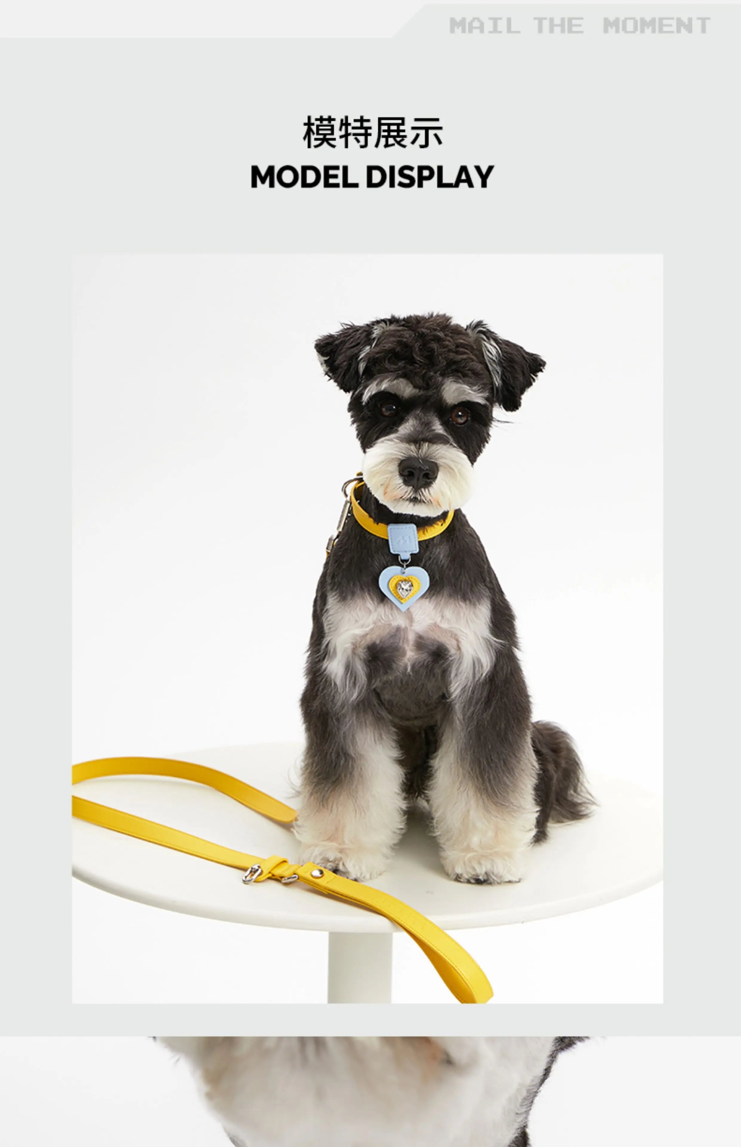 Pink Dog Collar Leash Cat Collar Simple Classical Design Fashion 5 Colors Belt Pet Product Dog Cat Collar lead Necklace