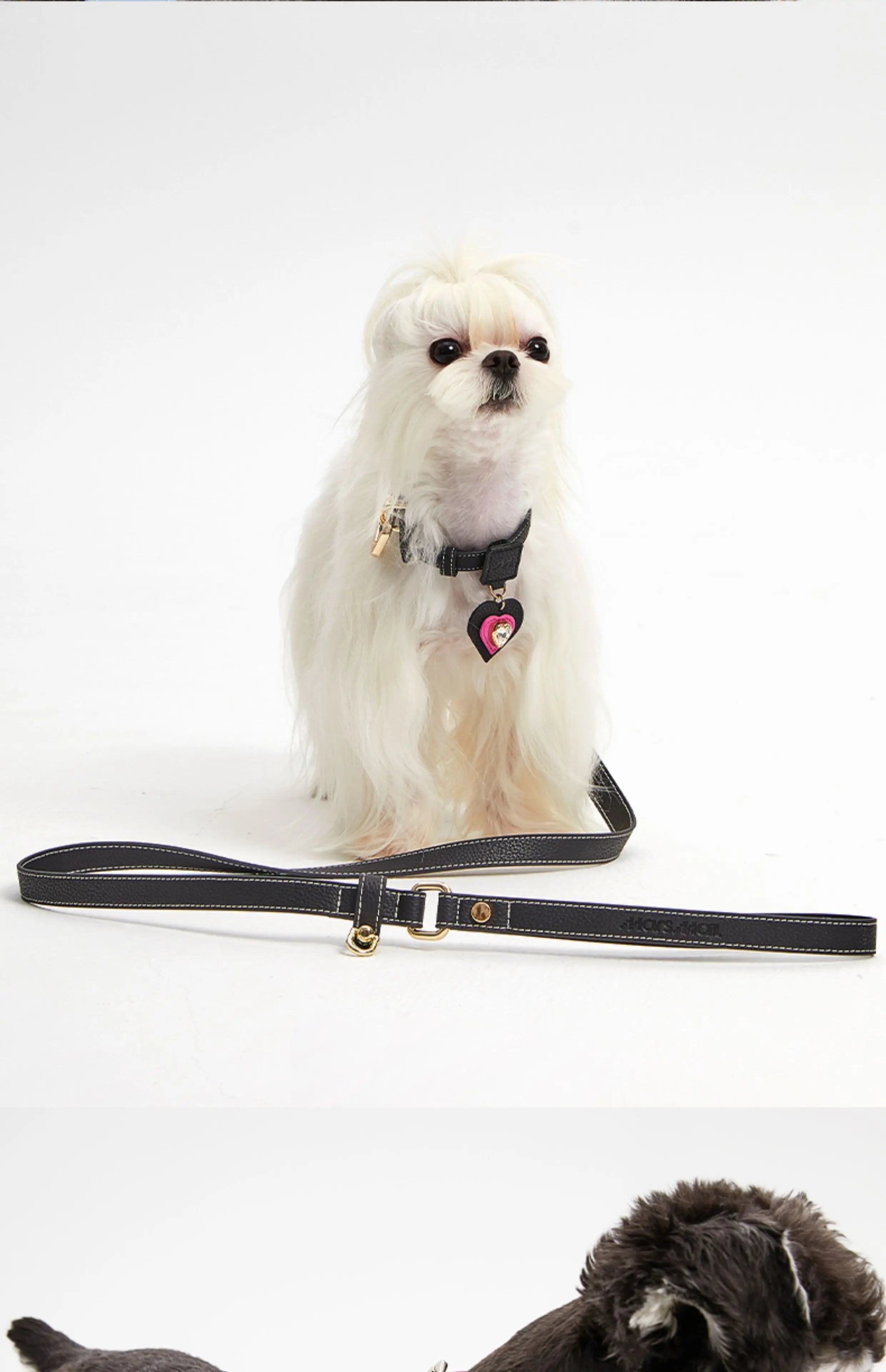 Pink Dog Collar Leash Cat Collar Simple Classical Design Fashion 5 Colors Belt Pet Product Dog Cat Collar lead Necklace